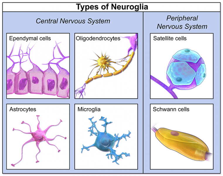 File:Types-of-neuroglia brain-physiology-cells-QBI.png