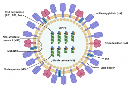 Influenza A - SensUs Wiki